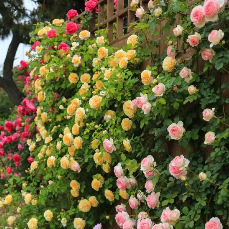 Climbing Rose Seeds ~ Transform fences into floral walls naturally