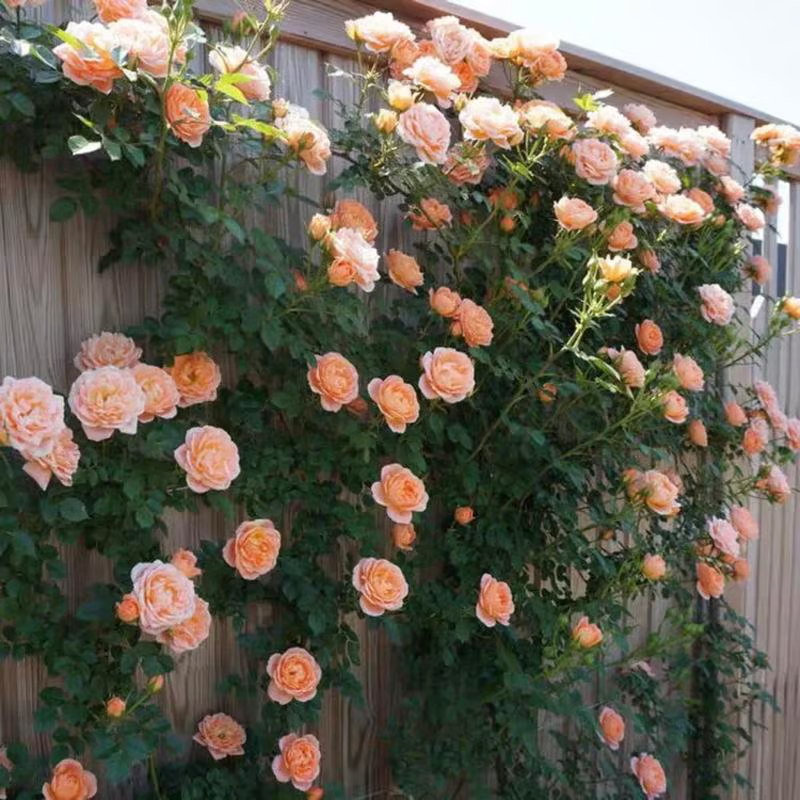 Climbing Rose Seeds ~ Transform fences into floral walls naturally