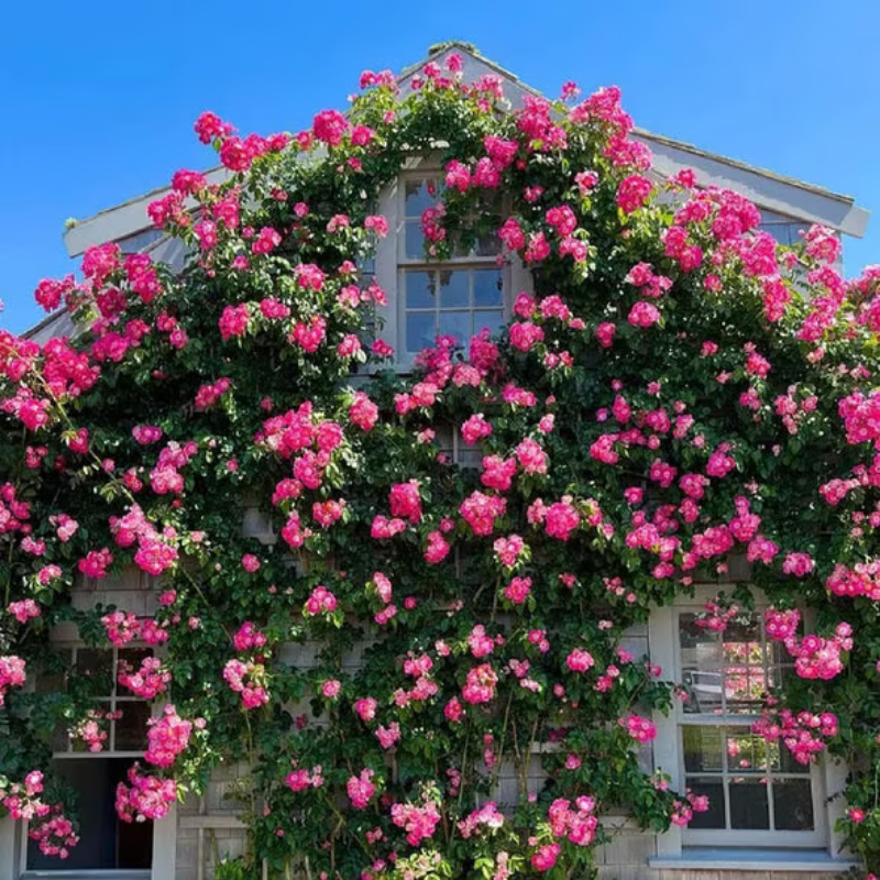 Climbing Rose Seeds ~ Transform fences into floral walls naturally