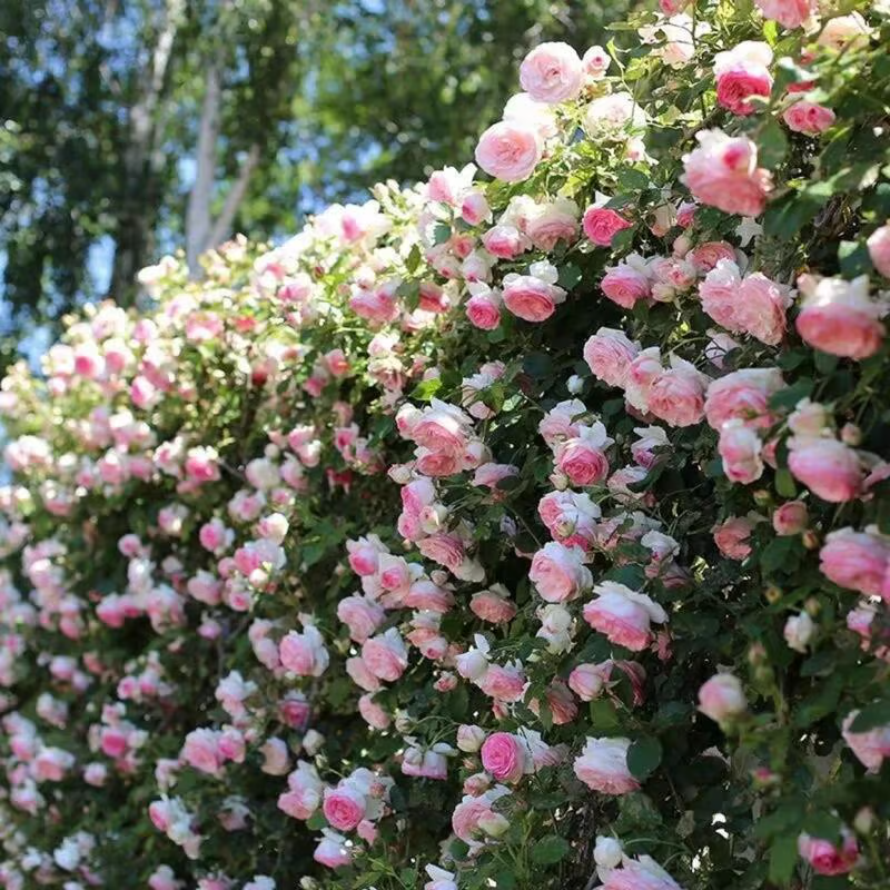 Climbing Rose Seeds ~ Transform fences into floral walls naturally