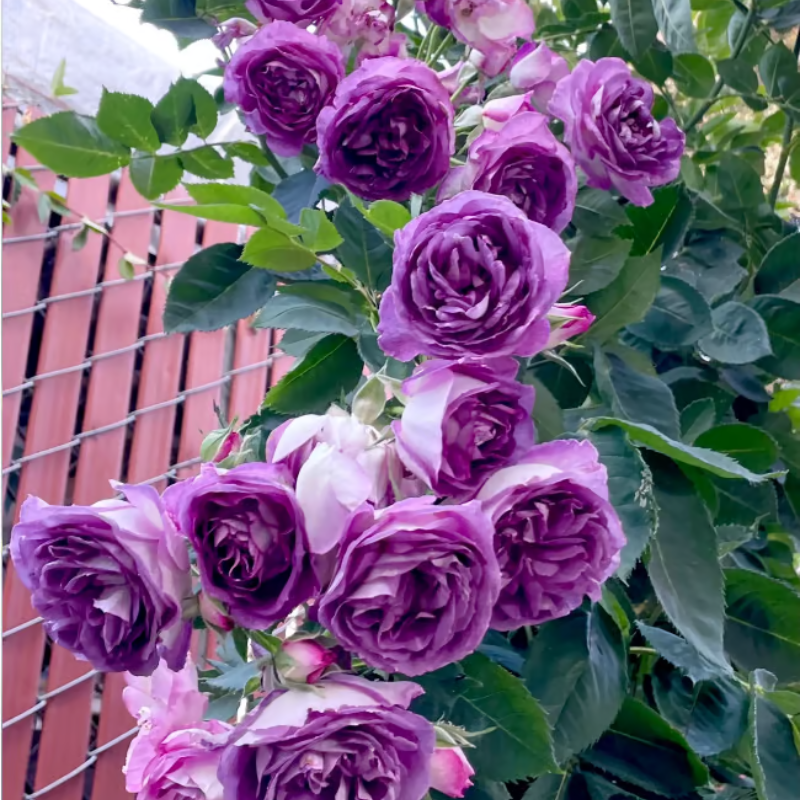 Climbing Rose Seeds ~ Transform fences into floral walls naturally