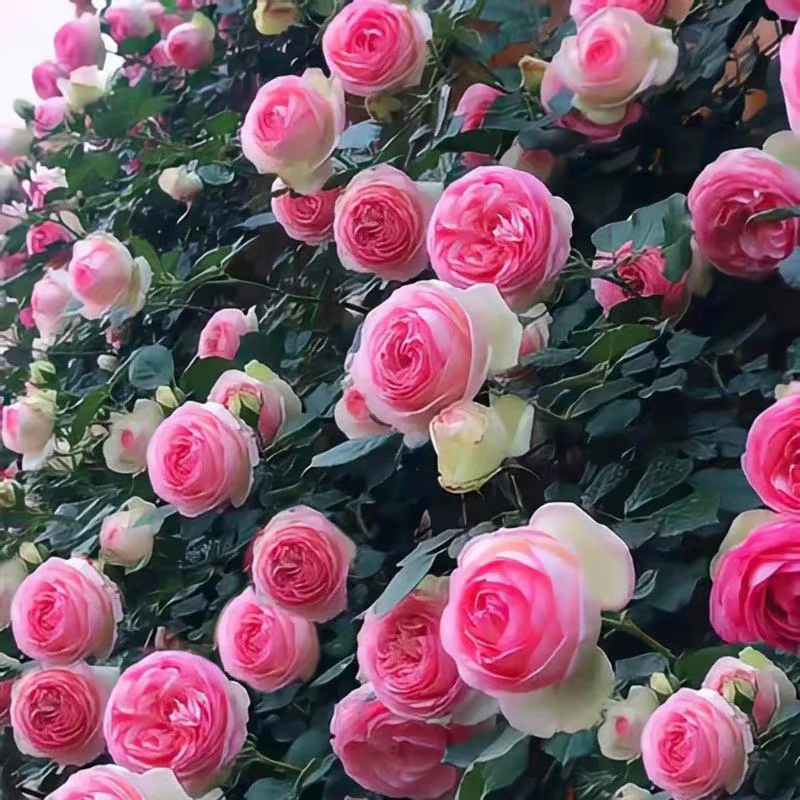 Climbing Rose Seeds ~ Transform fences into floral walls naturally