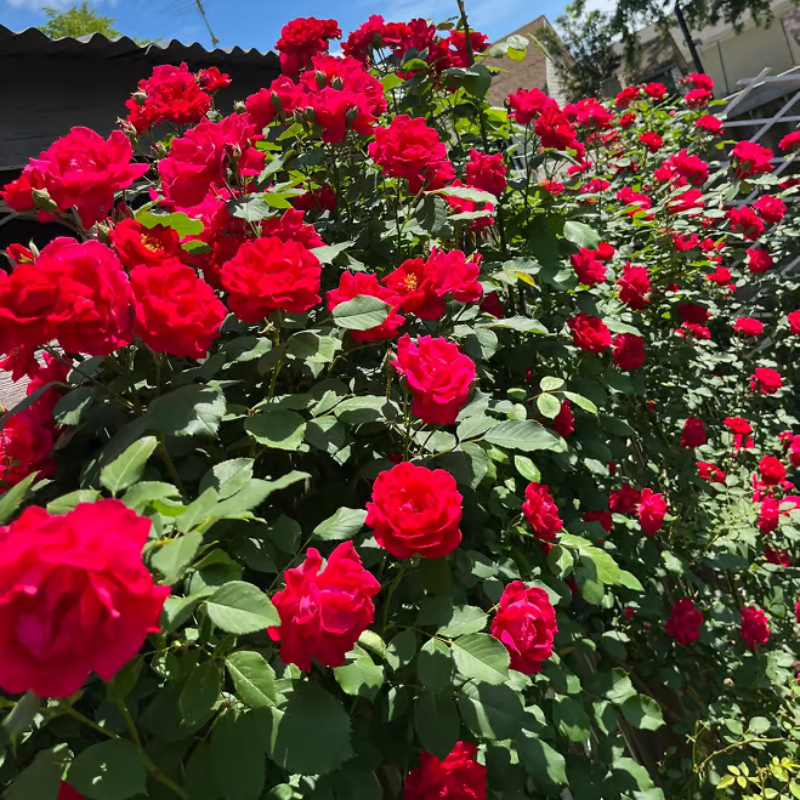 Climbing Rose Seeds ~ Transform fences into floral walls naturally