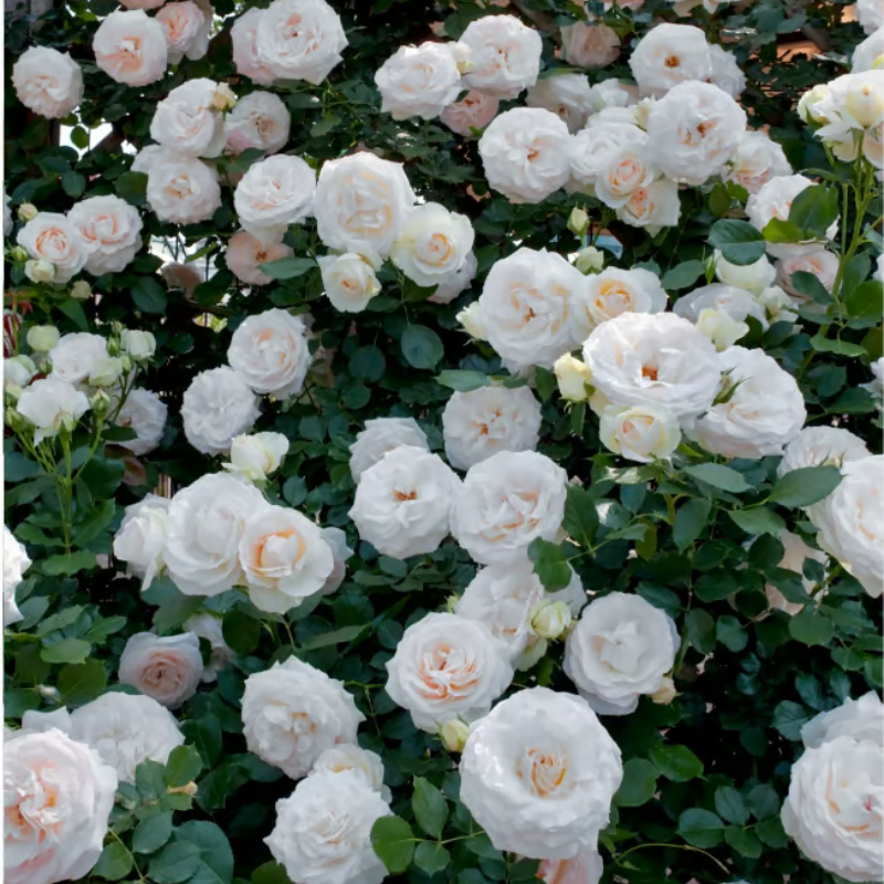 Climbing Rose Seeds ~ Transform fences into floral walls naturally