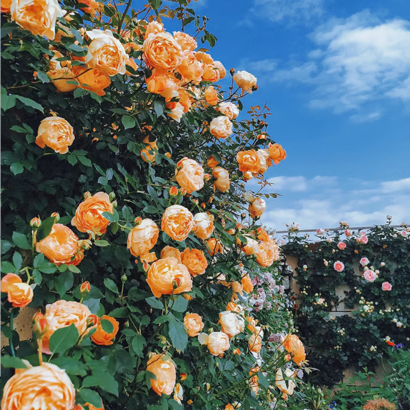 Climbing Rose Seeds ~ Transform fences into floral walls naturally