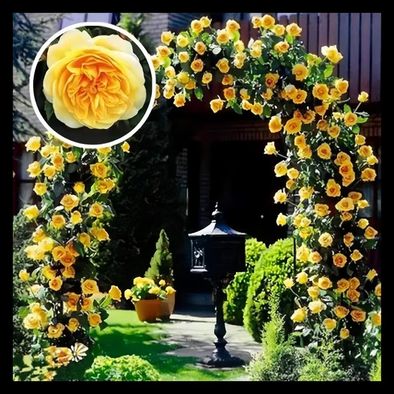 Climbing Rose Seeds ~ Transform fences into floral walls naturally
