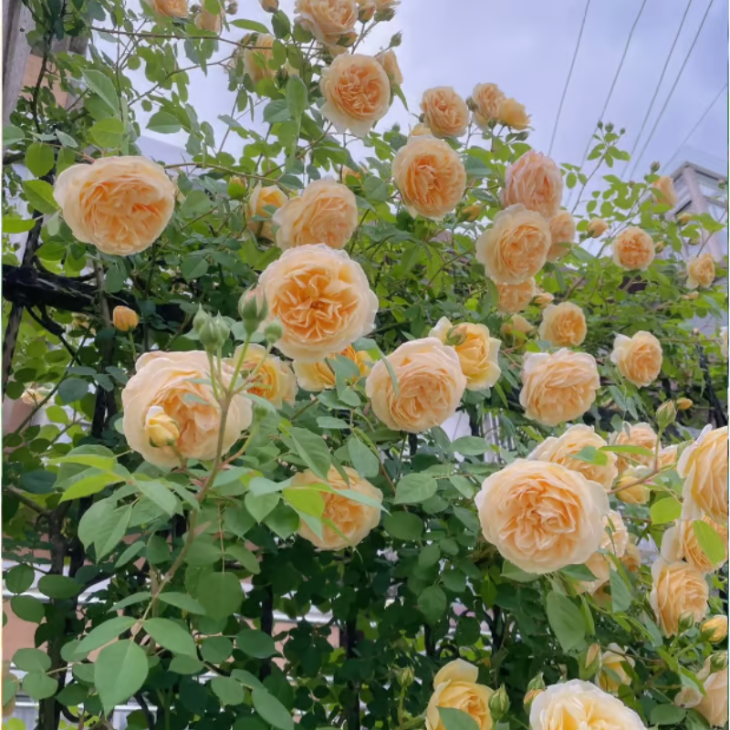 Climbing Rose Seeds ~ Transform fences into floral walls naturally