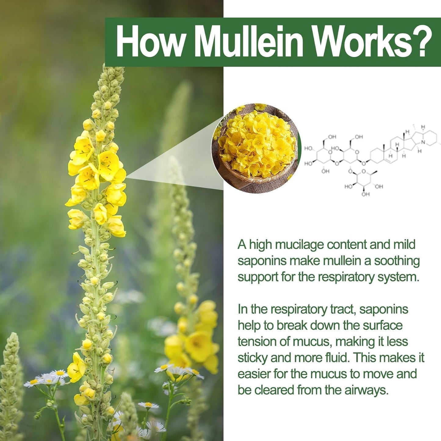 Mullein Lung Detox Gummies ~ Clear Mucus & Boost Respiratory Health.
